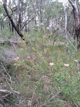 Image of Grevillea buxifolia subsp. buxifolia