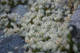 Image of Galium eriocarpum Bartl. ex DC.