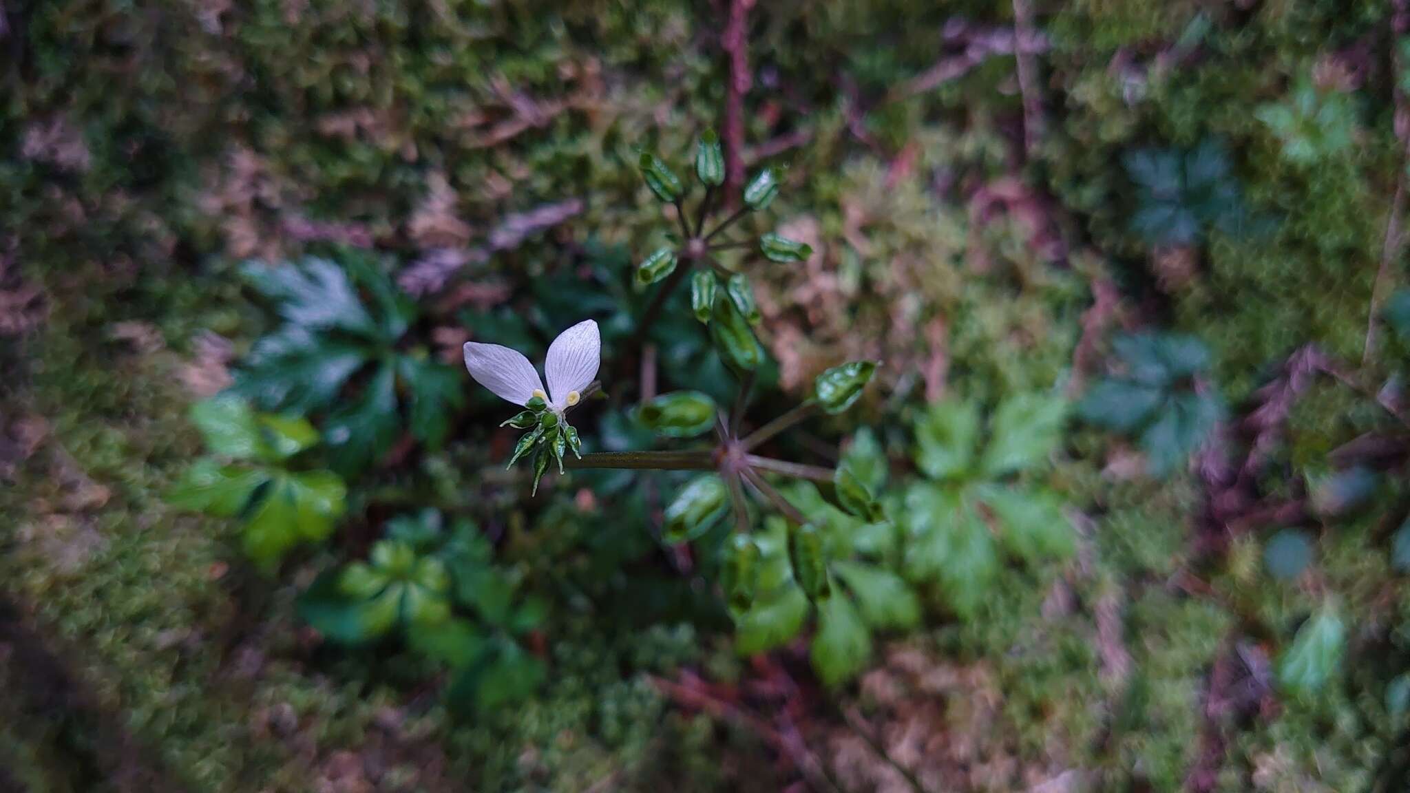 Image of Coptis quinquefolia Miq.