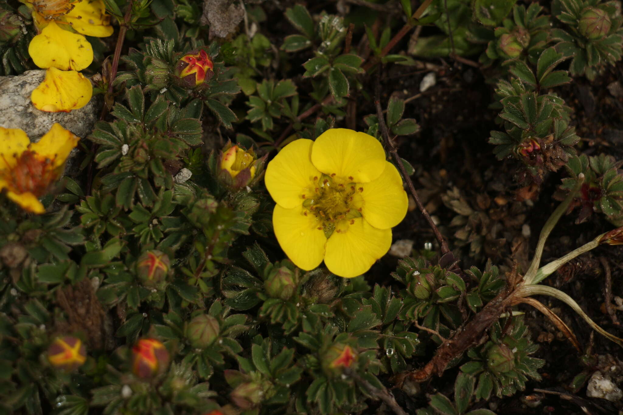 Image of Sibbaldia cuneifolia (Bertol.) Paule & Soják