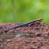 Image of African Five-lined Skink