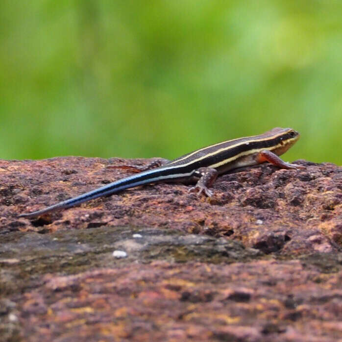 Image of African Five-lined Skink