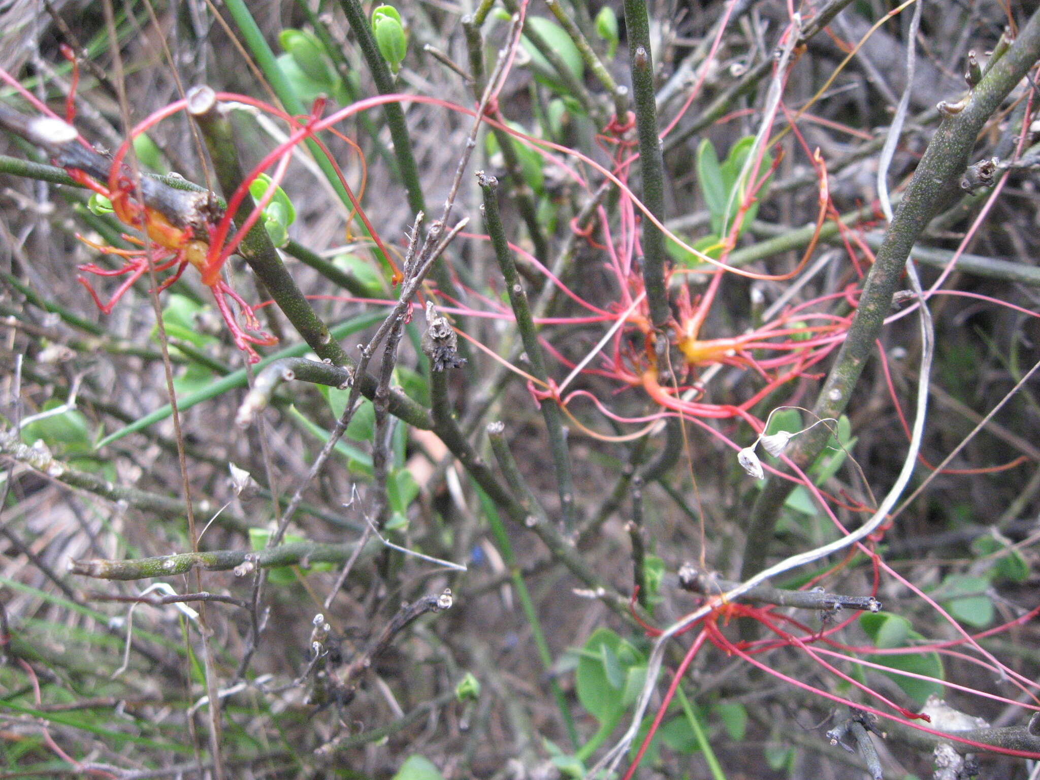 Image of Cuscuta nitida Choisy