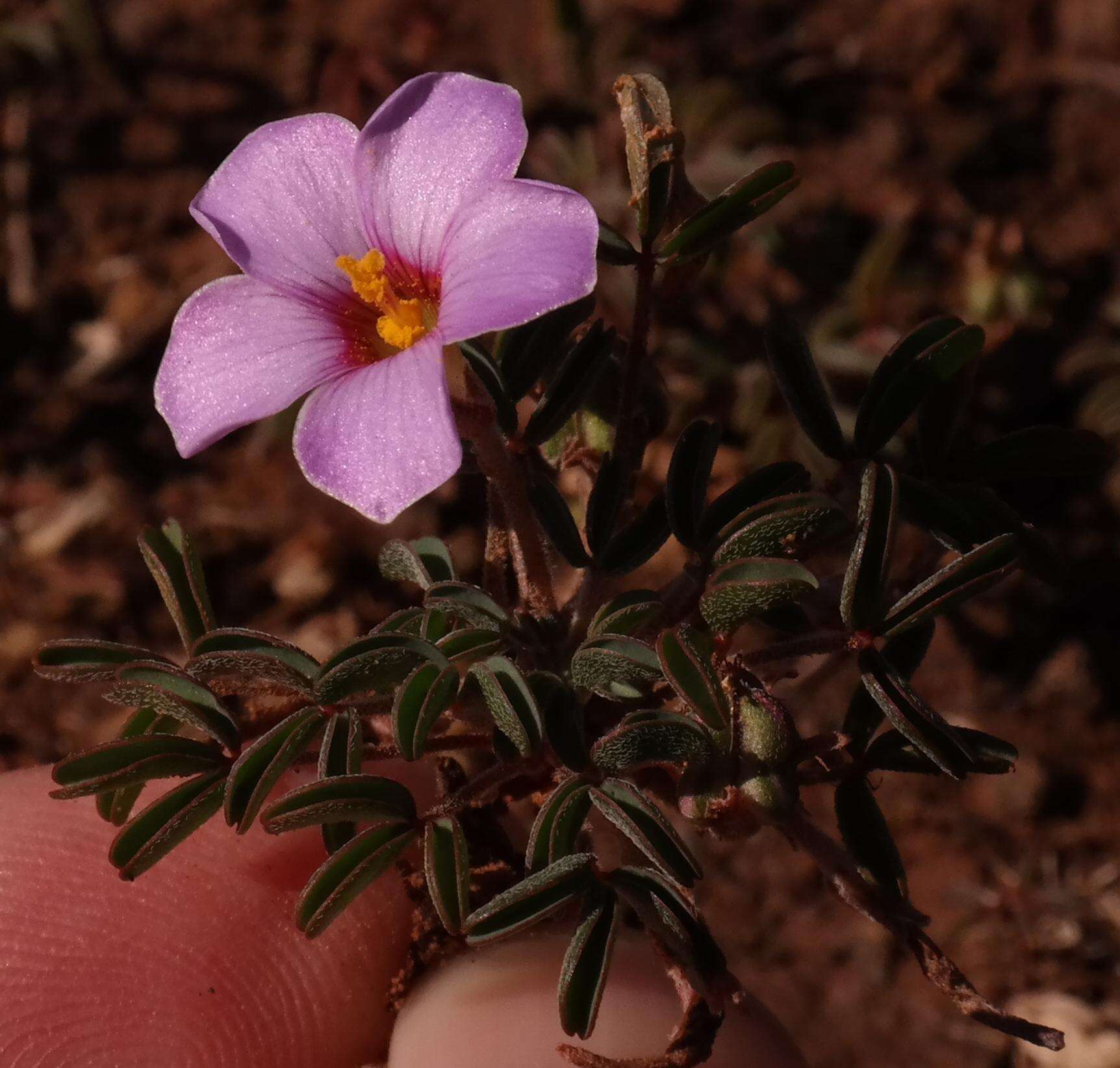 Image of Oxalis callosa Knuth