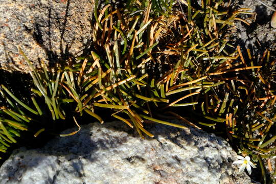 Image of Drimia convallarioides (L. fil.) J. C. Manning & Goldblatt