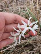 Image of Narcissus elegans (Haw.) Spach