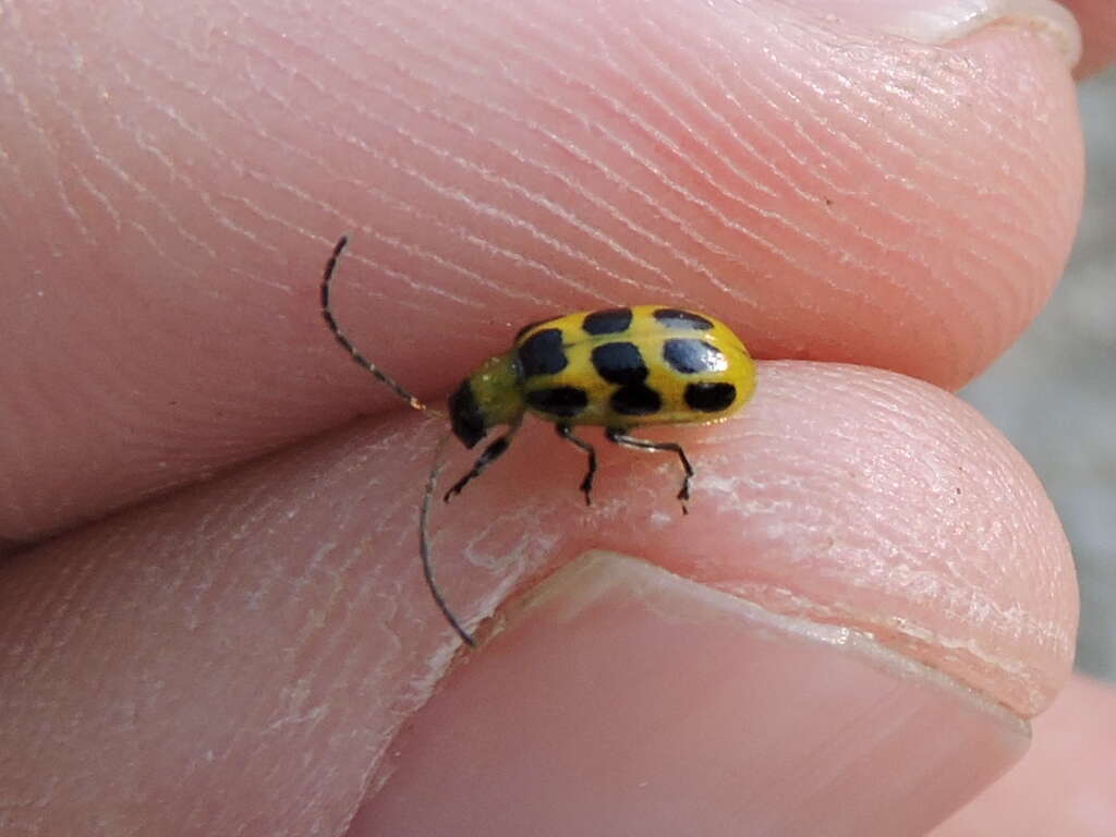 Image of Spotted Cucumber Beetle