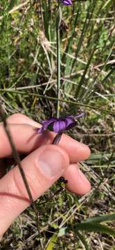 Image of Hitchcock's Blue-Eyed-Grass