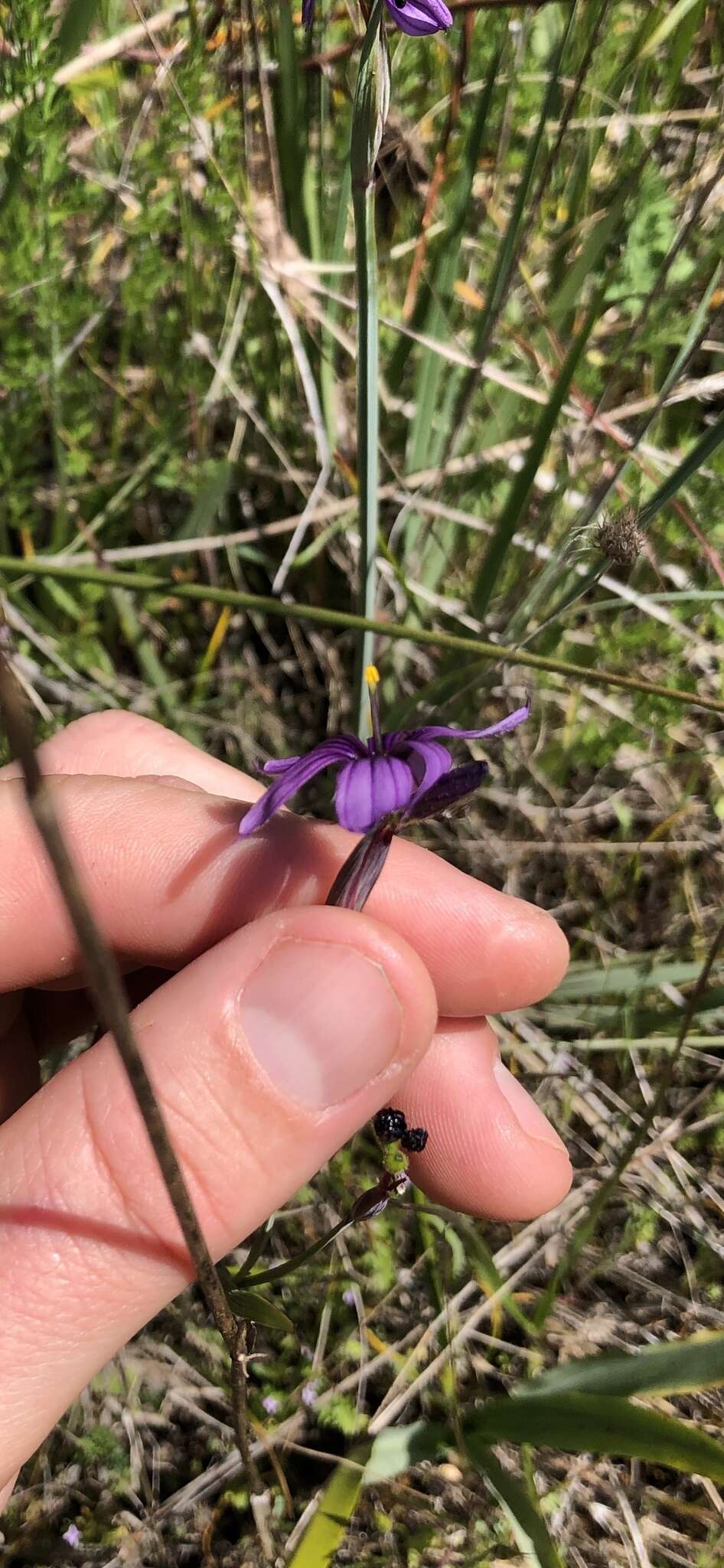 Image of Hitchcock's Blue-Eyed-Grass