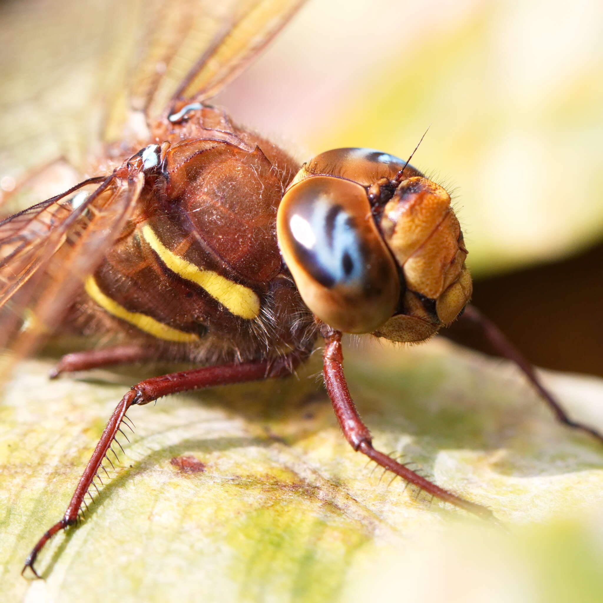 Image of Brown Hawker