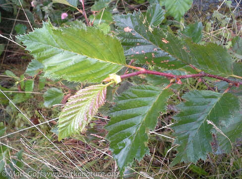 Image of Sitka alder