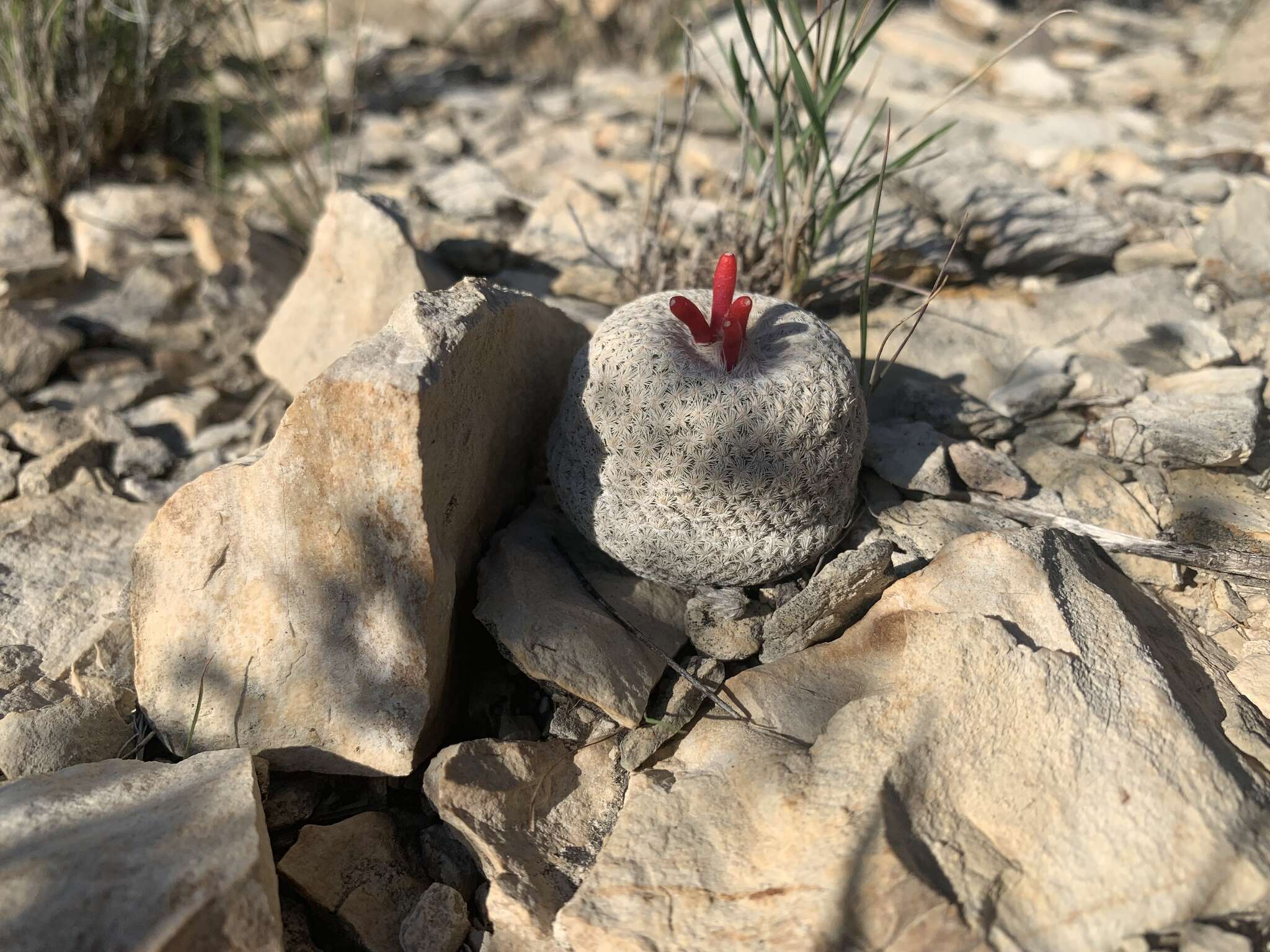 Image of Boke's Button Cactus