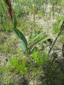 Plancia ëd Watsonia meriana var. meriana