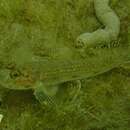 صورة Acentrogobius pflaumii (Bleeker 1853)