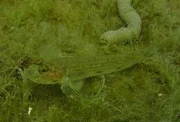 Image of Striped sandgoby