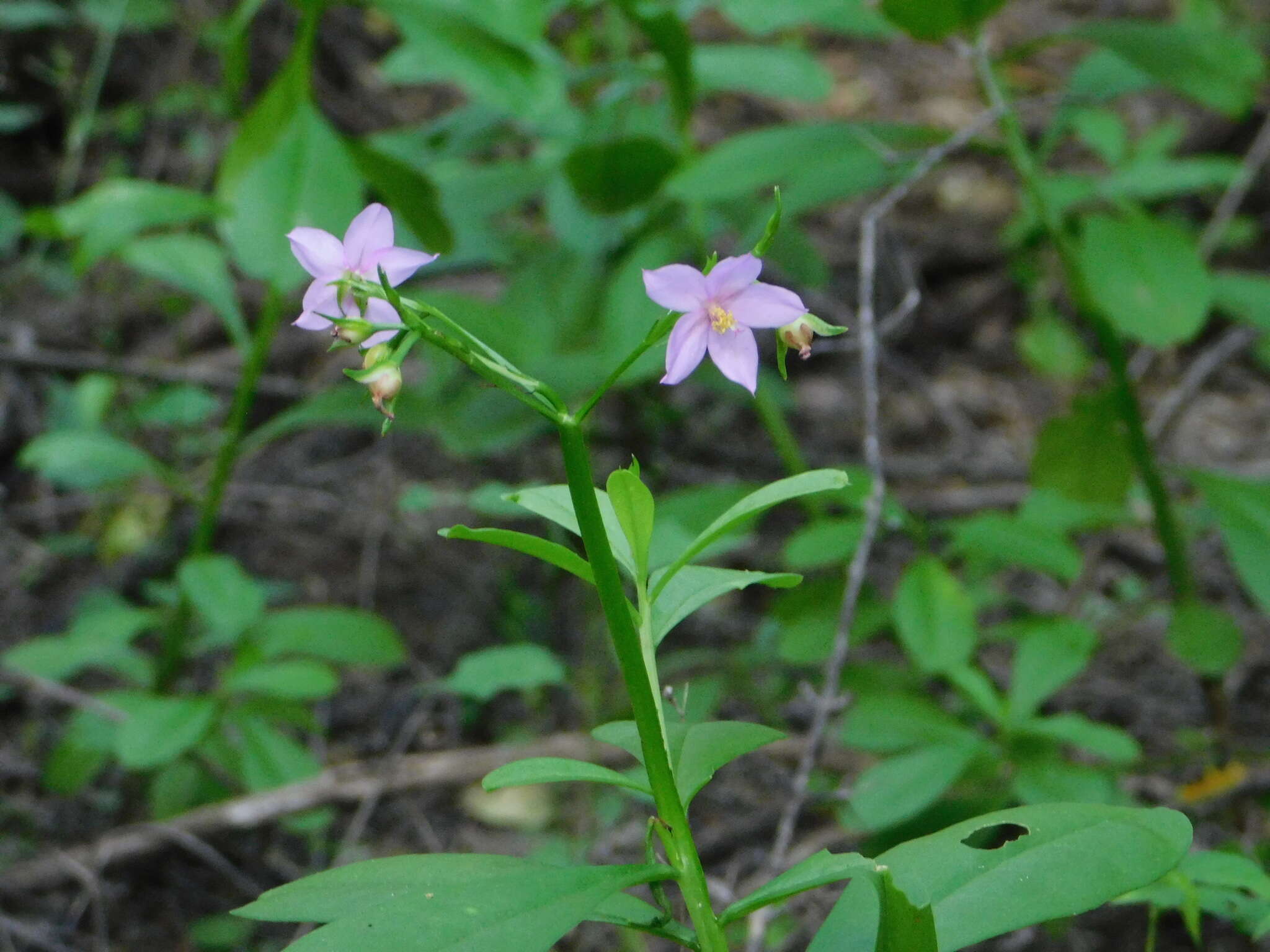 Imagem de Talinum fruticosum (L.) Juss.