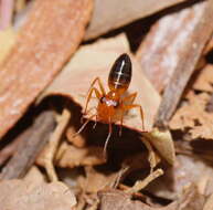 Image of Opisthopsis haddoni Emery 1893