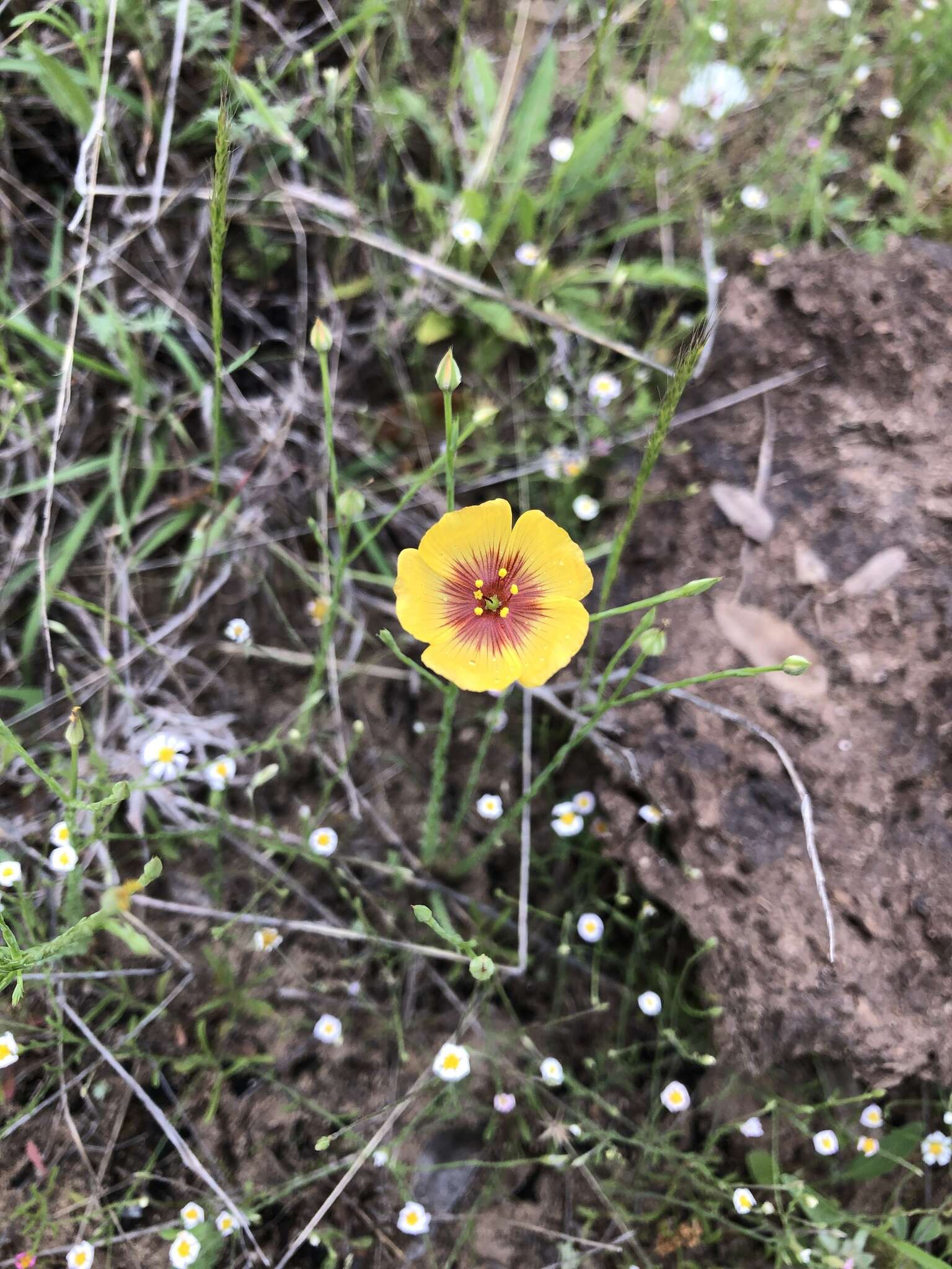 Image of Texas flax