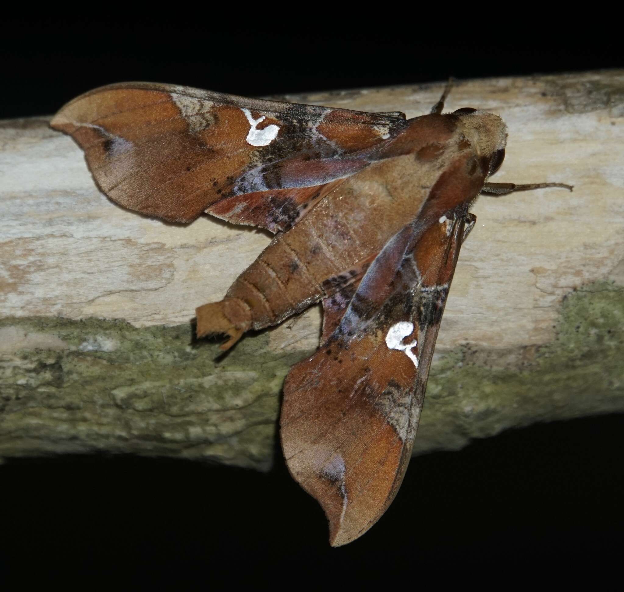 Image of Callionima falcifera (Gehlen 1943)