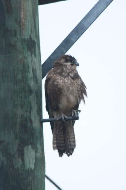 Image of Brown Falcon