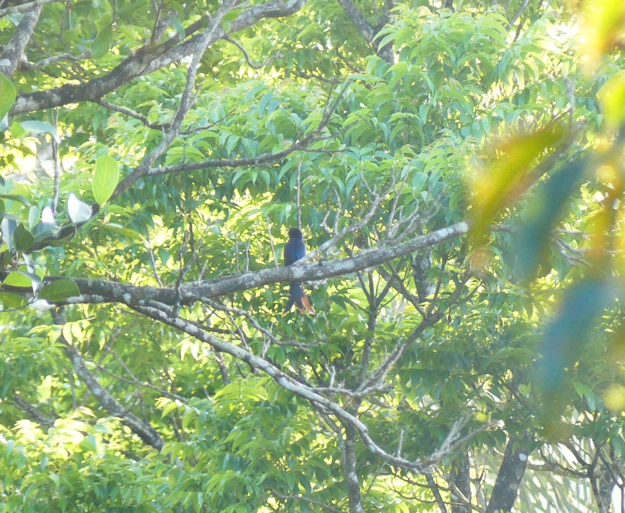 Image of Fork-tailed Drongo-Cuckoo