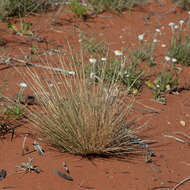 Image of Aristida holathera Domin