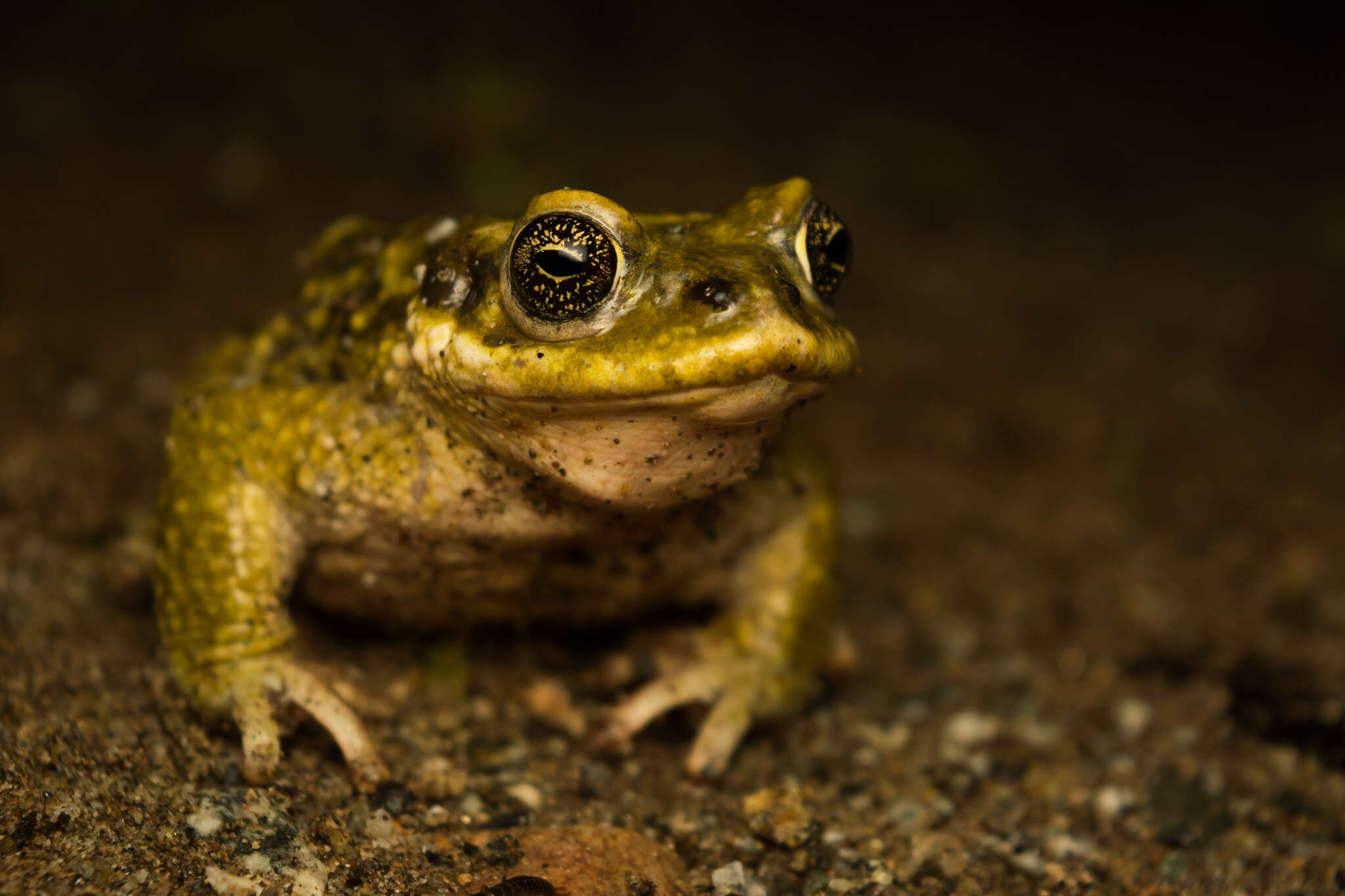 صورة Rhinella atacamensis (Cei 1962)