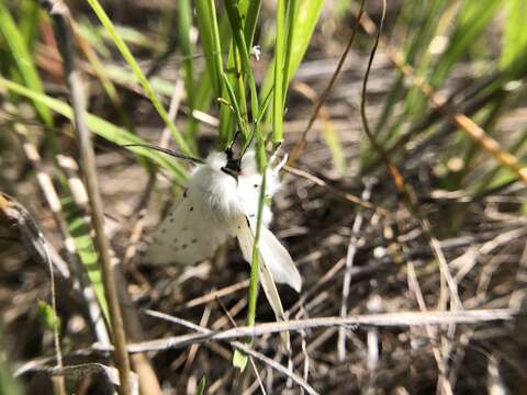 Image of Vestal Tiger Moth