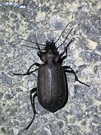 Imagem de Calosoma (Campalita) chinense Kirby 1819