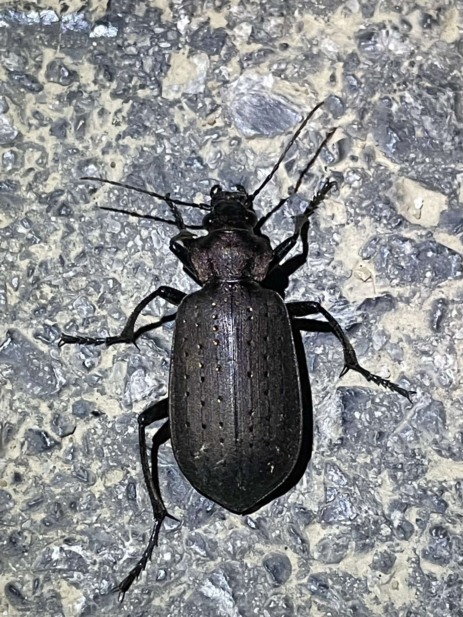 Слика од Calosoma (Campalita) chinense Kirby 1819