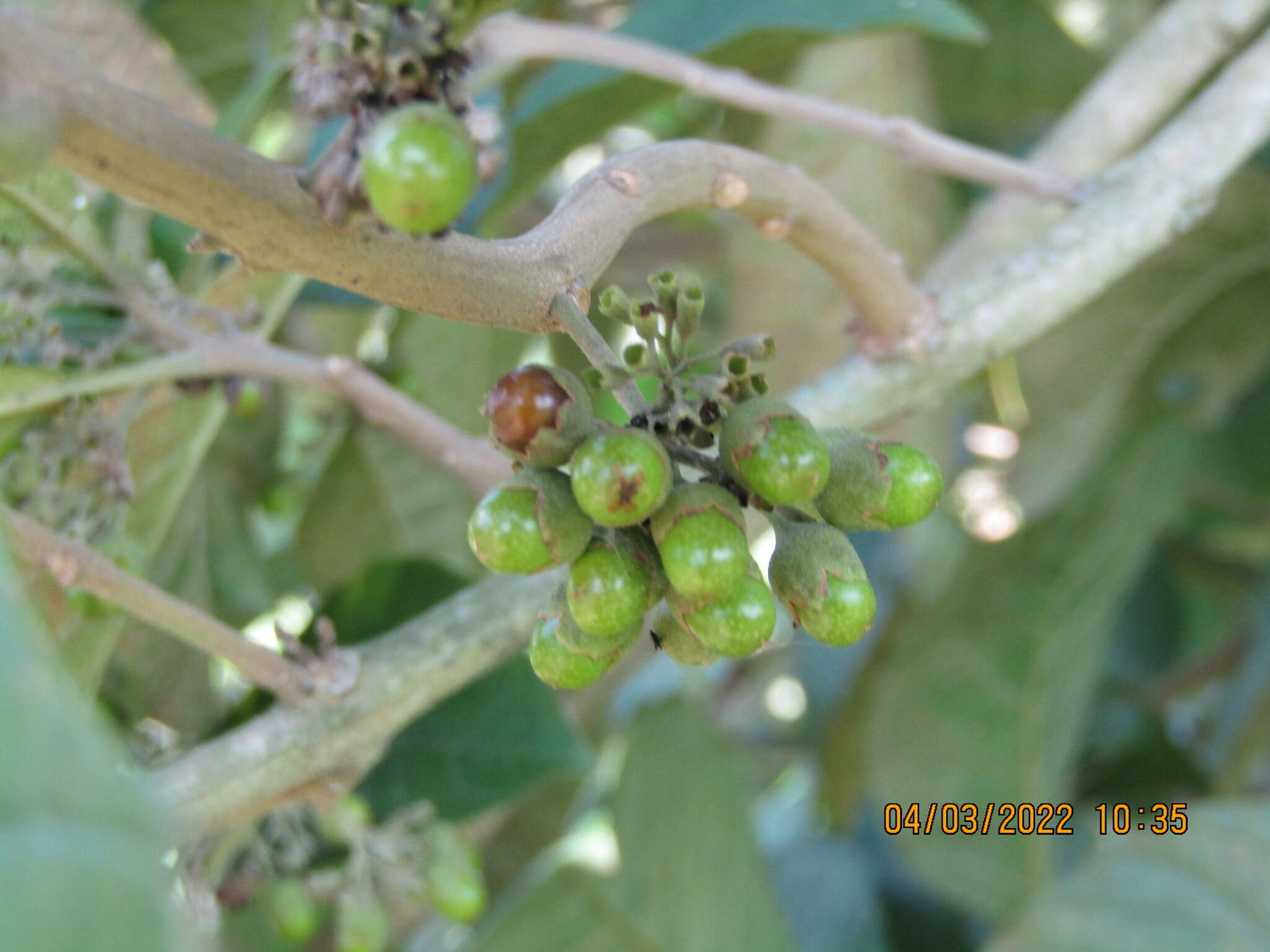 Imagem de Aegiphila integrifolia (Jacq.) B. D. Jacks.