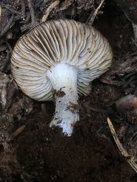 Image of Tricholoma moseri Singer 1989