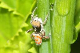 Image of Peacock spider