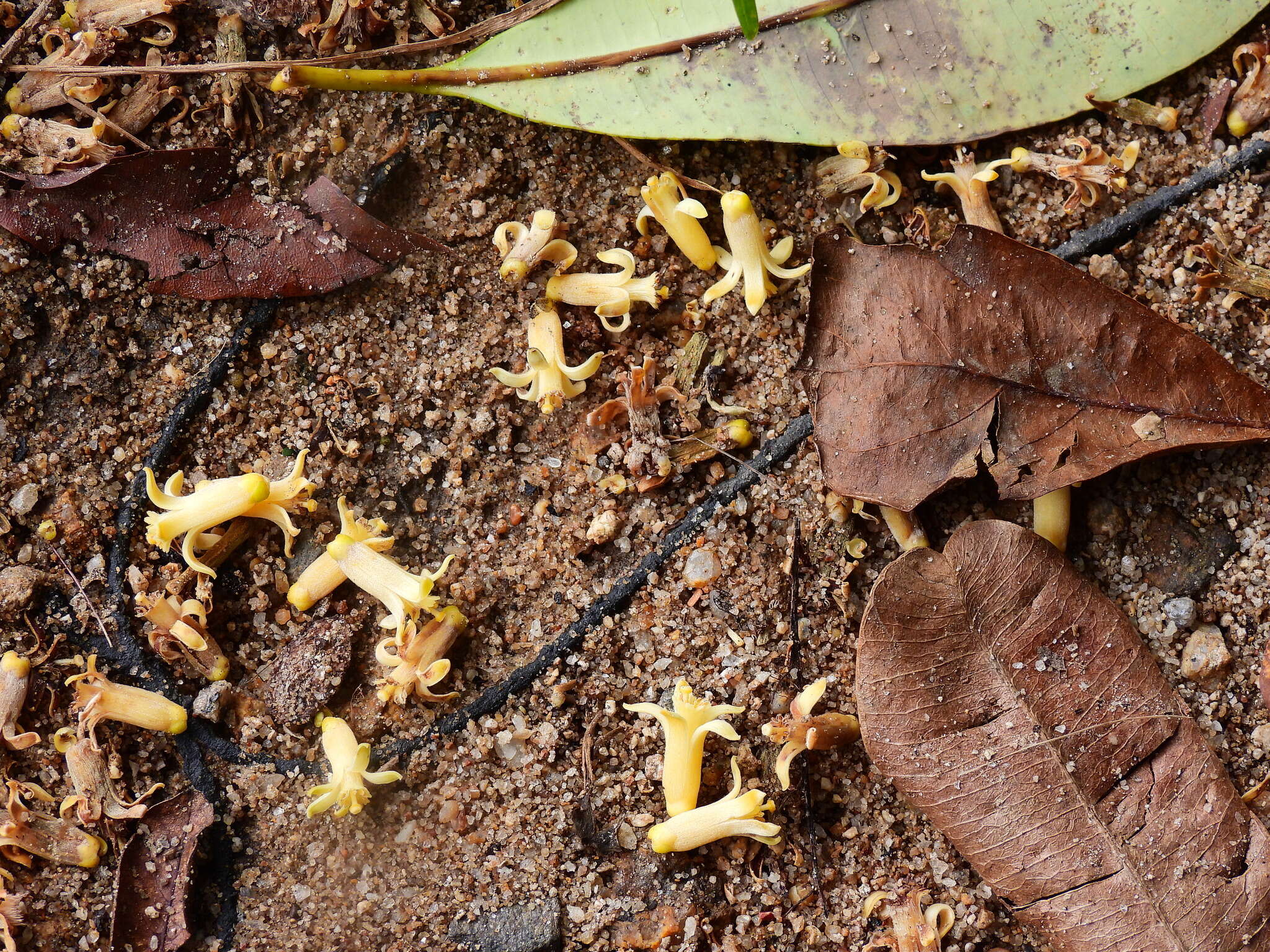 Image of Dysoxylum gaudichaudianum (Juss.) Miq.