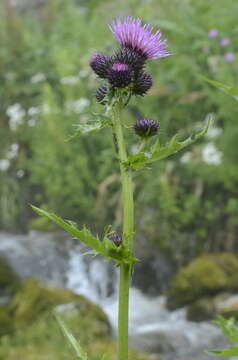 Слика од Cirsium alsophilum (Pollini) Greuter