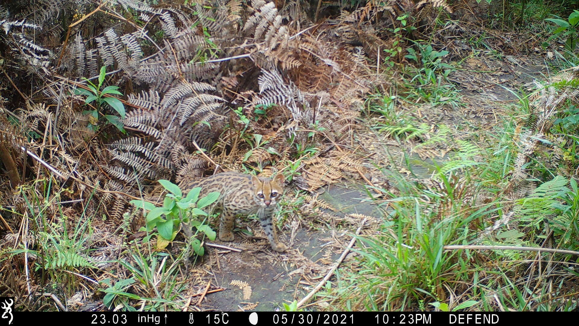 Image of little spotted cat