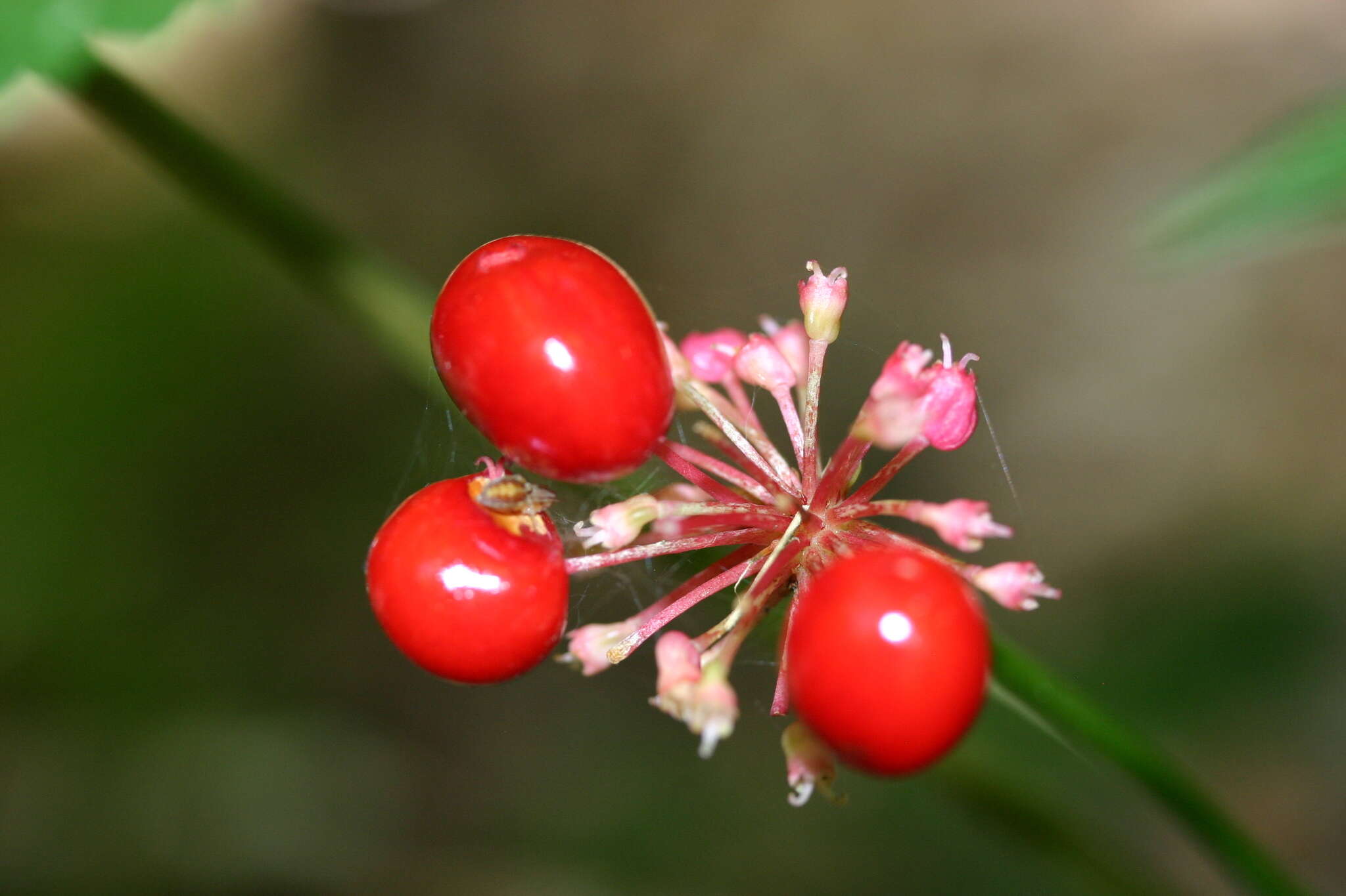 Panax quinquefolius L. resmi