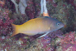 Image of Half-grey wrasse