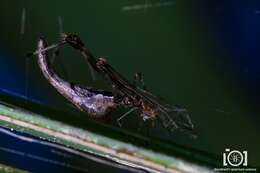 Image of Rhomphaea projiciens O. Pickard-Cambridge 1896