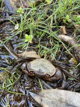 Image of Potamon hippocratis Ghigi 1929