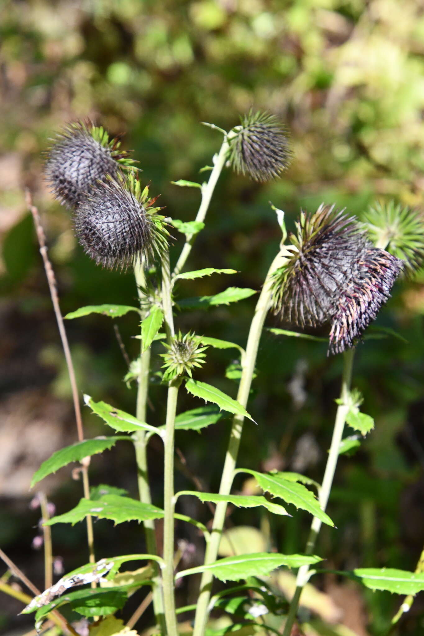 Image of Synurus deltoides (Ait.) Nakai