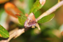 Image of Callophrys henrici viridissima