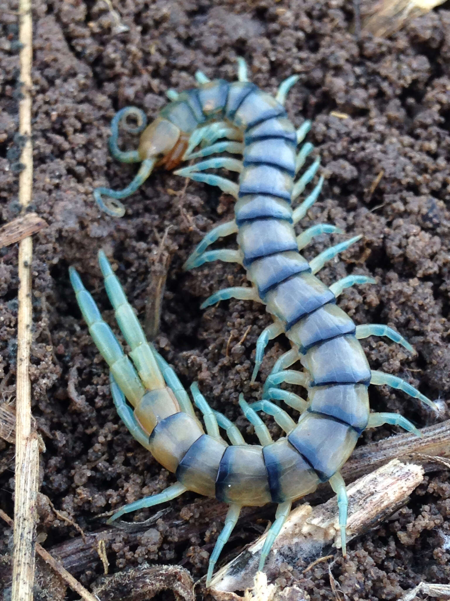 Image of Common Desert Centipede