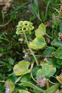 Image of Chrysosplenium peltatum Turcz.