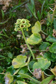 Plancia ëd Chrysosplenium peltatum Turcz.