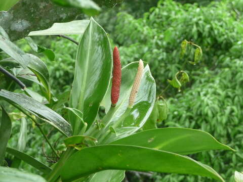 Stenospermation amomifolium (Poepp.) Schott resmi