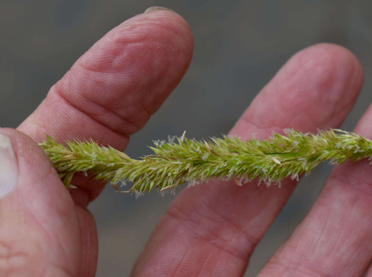 Plancia ëd Hymenachne amplexicaulis (Rudge) Nees