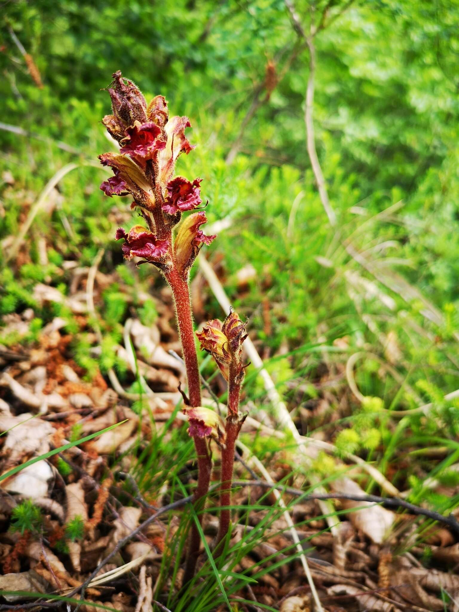 Image of Orobanche gracilis Sm.