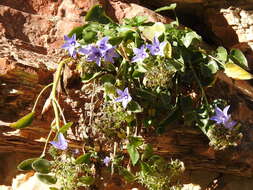 Image of Campanula versicolor subsp. tenorei