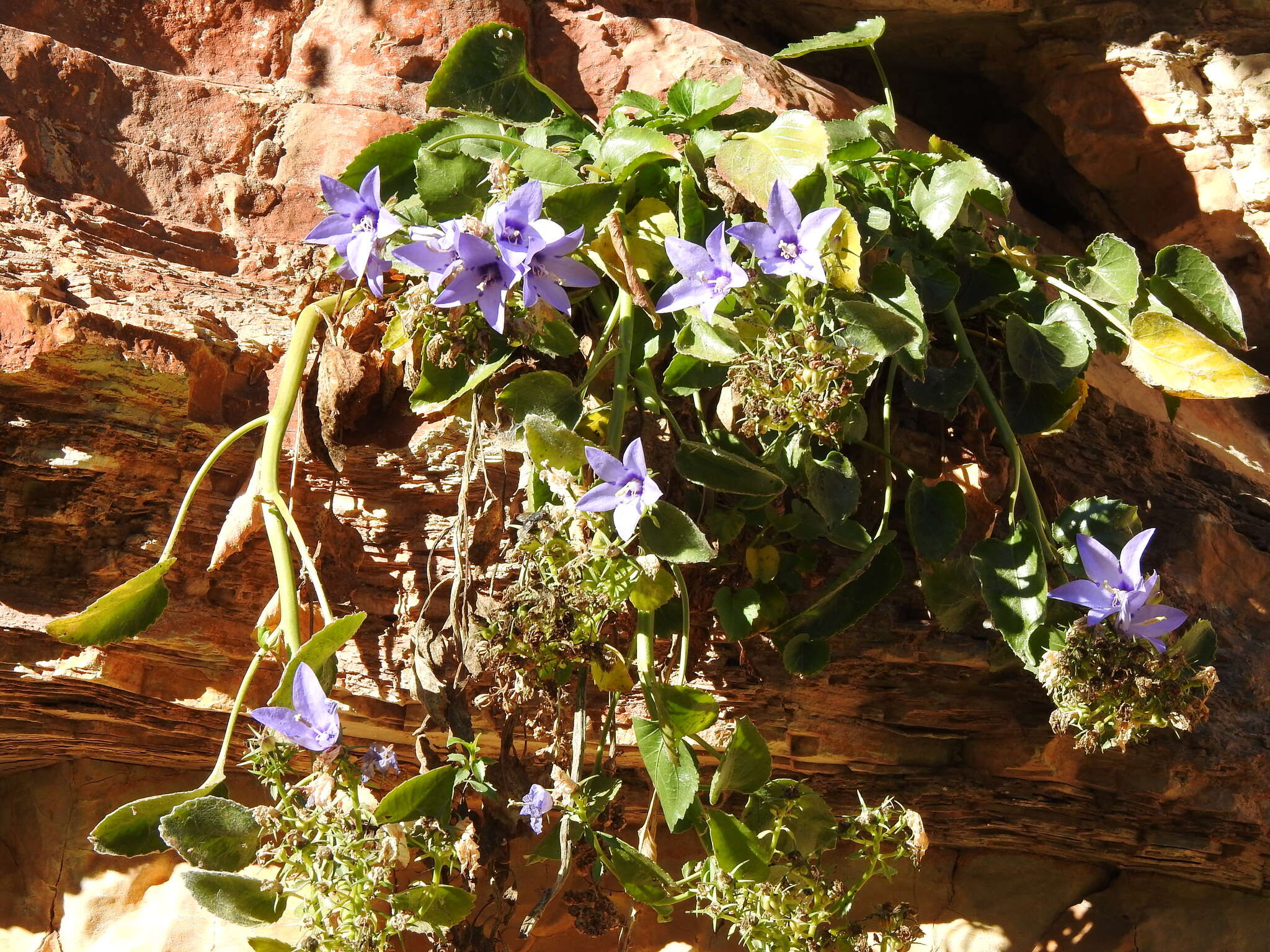 Campanula versicolor subsp. tenorei resmi